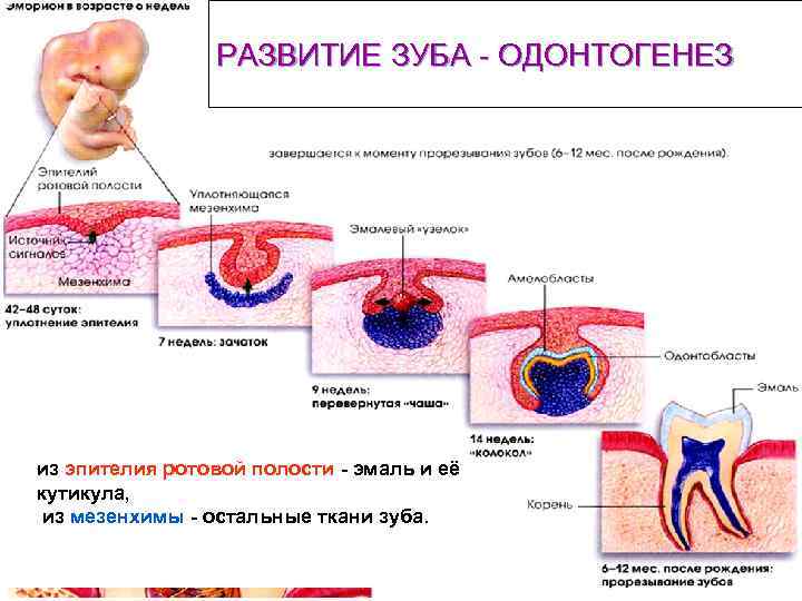 РАЗВИТИЕ ЗУБА - ОДОНТОГЕНЕЗ из эпителия ротовой полости - эмаль и её кутикула, из