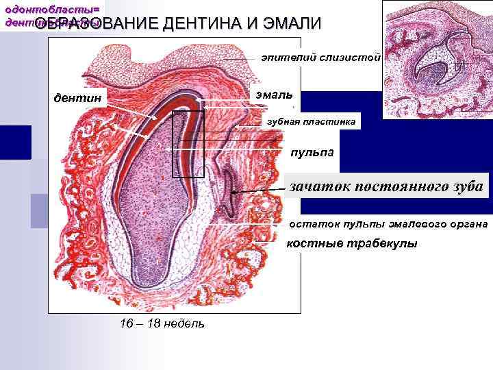 энамелобласты одонтобласты= дентинобласты ОБРАЗОВАНИЕ ДЕНТИНА И ЭМАЛИ эпителий слизистой эмаль дентин зубная пластинка пульпа