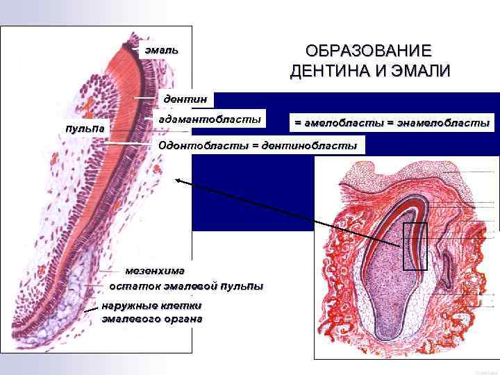 эмаль ОБРАЗОВАНИЕ ДЕНТИНА И ЭМАЛИ дентин пульпа адамантобласты = амелобласты = энамелобласты Одонтобласты =