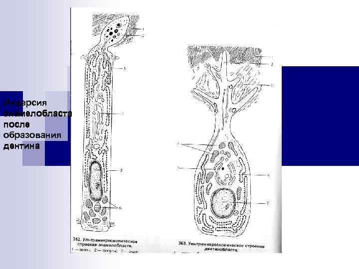 Инверсия энамелобласта после образования дентина 
