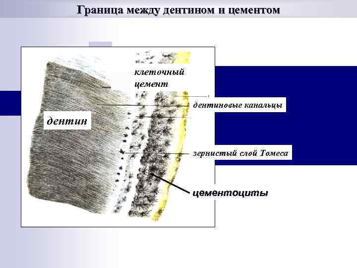 Граница между дентином и цементом клеточный цемент дентиновые канальцы дентин зернистый слой Томеса цементоциты