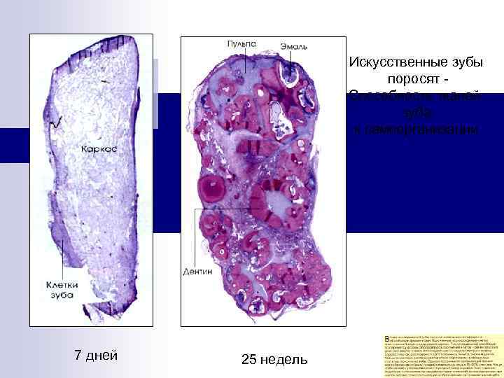 Искусственные зубы поросят Способность тканей зуба к самоорганизации 7 дней 25 недель 