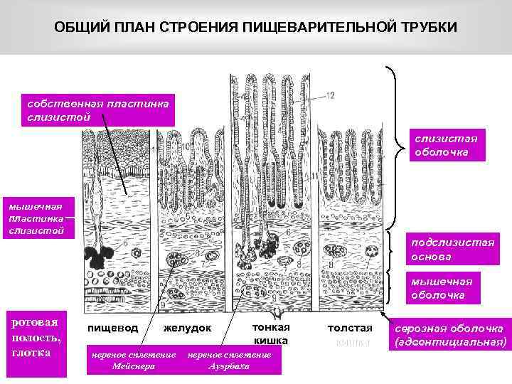 ОБЩИЙ ПЛАН СТРОЕНИЯ ПИЩЕВАРИТЕЛЬНОЙ ТРУБКИ собственная пластинка слизистой слизистая оболочка мышечная пластинка слизистой подслизистая