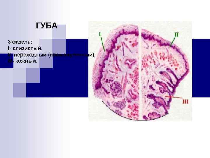 ГУБА 3 отдела: I- слизистый, II- переходный (промежуточный), III- кожный. 
