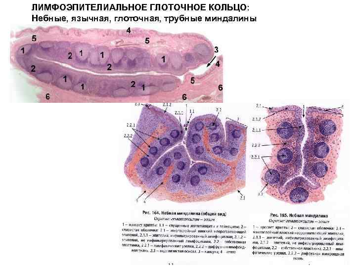 ЛИМФОЭПИТЕЛИАЛЬНОЕ ГЛОТОЧНОЕ КОЛЬЦО: Небные, язычная, глоточная, трубные миндалины 