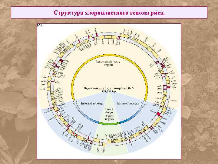 Структура хлоропластного генома риса. 