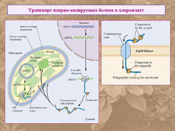 Транспорт ядерно-кодируемых белков в хлоропласт 