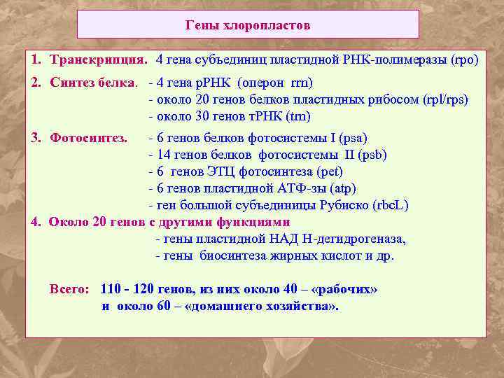 Гены хлоропластов 1. Транскрипция. 4 гена субъединиц пластидной РНК-полимеразы (rpo) 2. Синтез белка. -