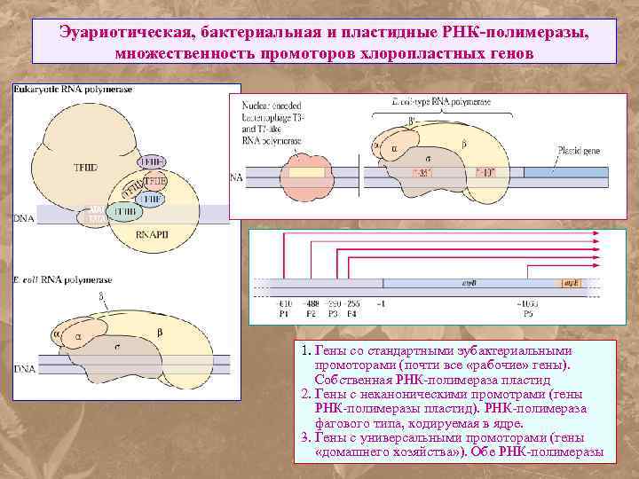 Эуариотическая, бактериальная и пластидные РНК-полимеразы, множественность промоторов хлоропластных генов 1. Гены со стандартными эубактериальными