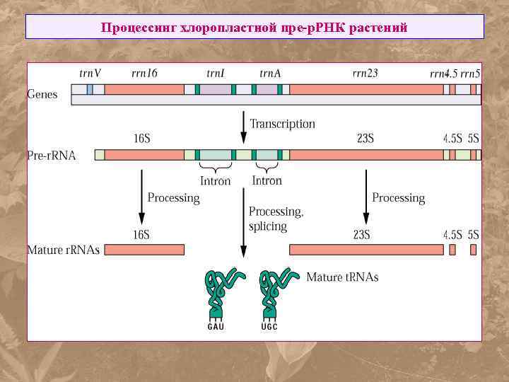 Процессинг хлоропластной пре-р. РНК растений 
