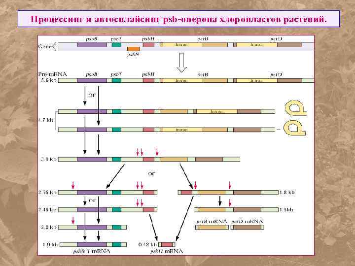 Процессинг и автосплайсинг psb-оперона хлоропластов растений. 