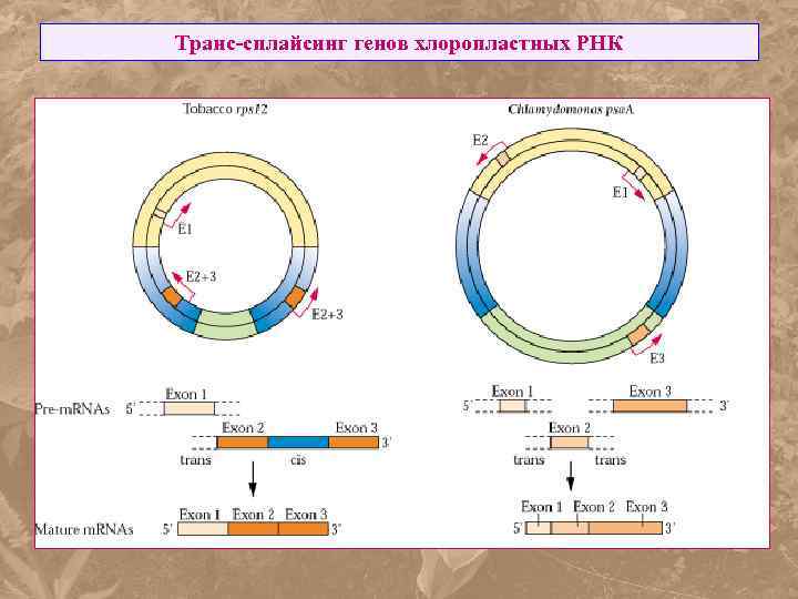 Транс-сплайсинг генов хлоропластных РНК 