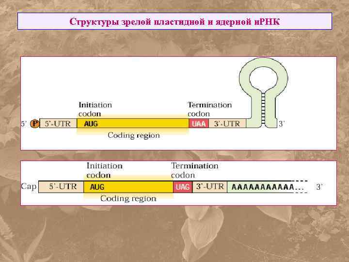 Структуры зрелой пластидной и ядерной и. РНК 