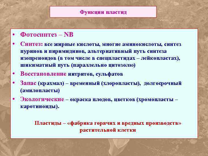 Функции пластид • Фотосинтез – NB • Синтез: все жирные кислоты, многие аминокислоты, синтез