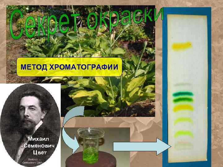 МЕТОД ХРОМАТОГРАФИИ Михаил Семенович Цвет РАСТВОРИТЕЛИ 