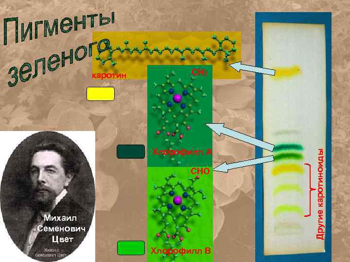 СН 3 Хлорофилл А СНО Михаил Семенович Цвет Хлорофилл В Другие каротиноиды каротин 