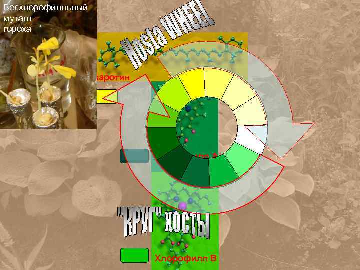 Бесхлорофилльный мутант гороха каротин СН 3 Хлорофилл А СНО Хлорофилл В 