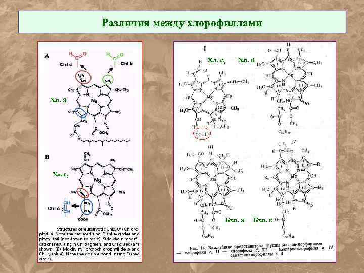 Хлорофилла 2. Реакция хлорофилл феофитин. Синтез хлорофилла схема. Взаимодействие хлорофилла с кислотой. Получение хлорофилла.