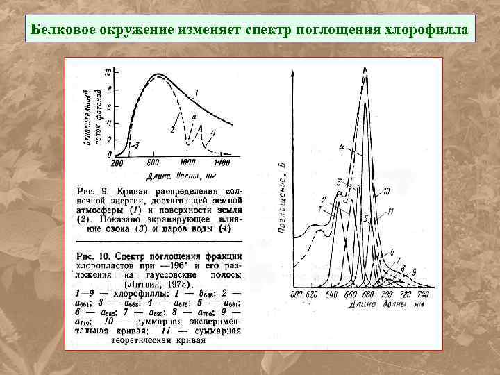 Белковое окружение изменяет спектр поглощения хлорофилла 