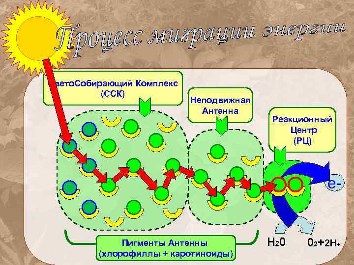 Процесс образования хлорофилла. Фотосинтезирующий пигмент фотосистема 2. Реакционный центр фотосинтеза. Фотосинтетический комплекс. Реакционный центр фотосистемы.