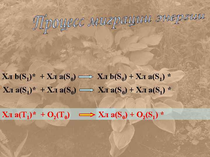 Хл b(S 1)* + Хл a(S 0) Хл b(S 0) + Хл a(S 1)