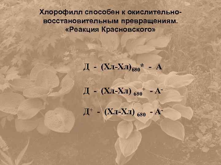 Хлорофилл способен к окислительновосстановительным превращениям. «Реакция Красновского» Д - (Хл-Хл)680* - А Д -