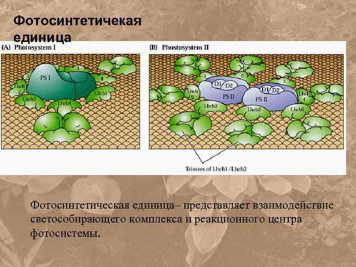 Реакционный центр фотосистемы