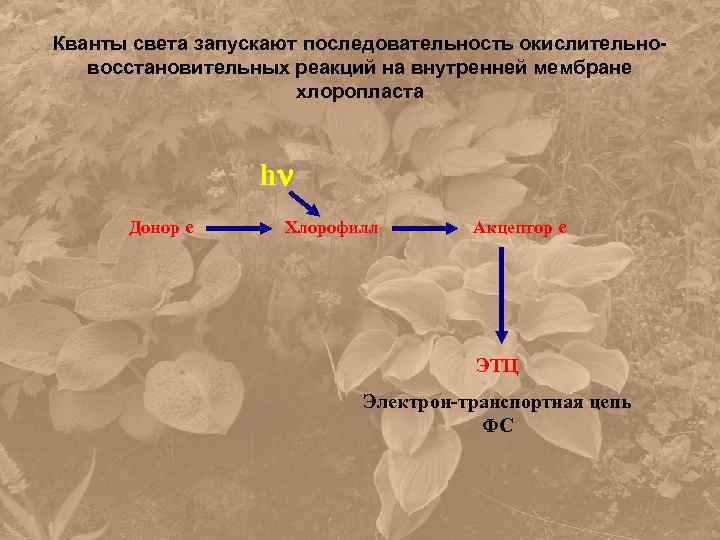 Кванты света запускают последовательность окислительновосстановительных реакций на внутренней мембране хлоропласта h Донор е Хлорофилл