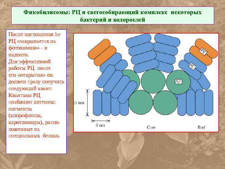 Фикобилисомы: РЦ и светособирающий комплекс некоторых бактерий и водорослей После поглощения hν РЦ «закрывается