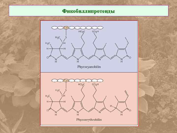 Фикобиллипротеиды 