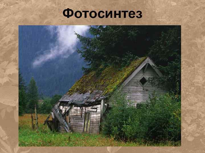 Фотосинтез 