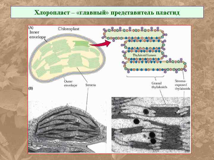 Хлоропласт – «главный» представитель пластид 