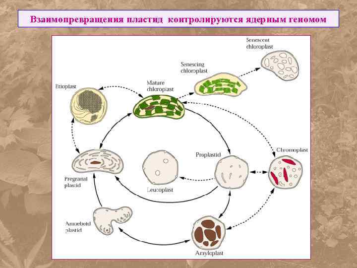 Взаимопревращения пластид контролируются ядерным геномом 