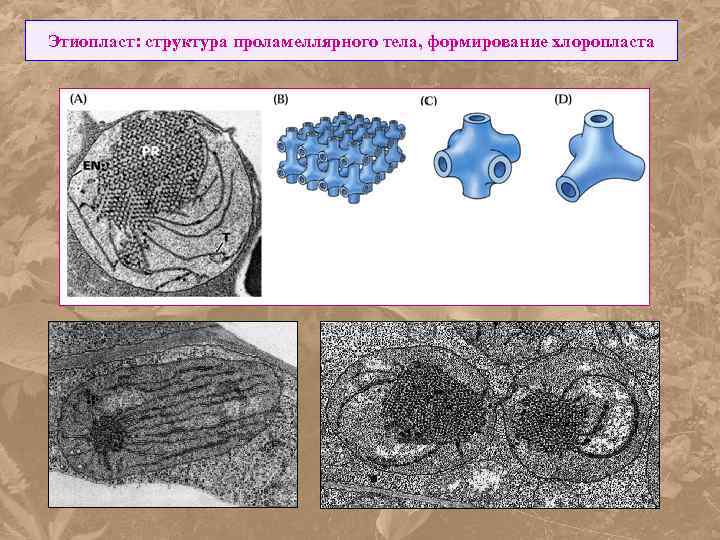 Этиопласт: структура проламеллярного тела, формирование хлоропласта 