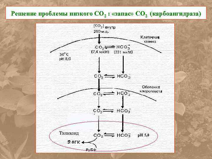 Решение проблемы низкого СО 2 : «запас» СО 2 (карбоангидраза) Тилакоид p. H 5,