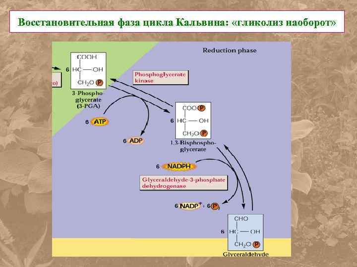 Восстановительная фаза цикла Кальвина: «гликолиз наоборот» 