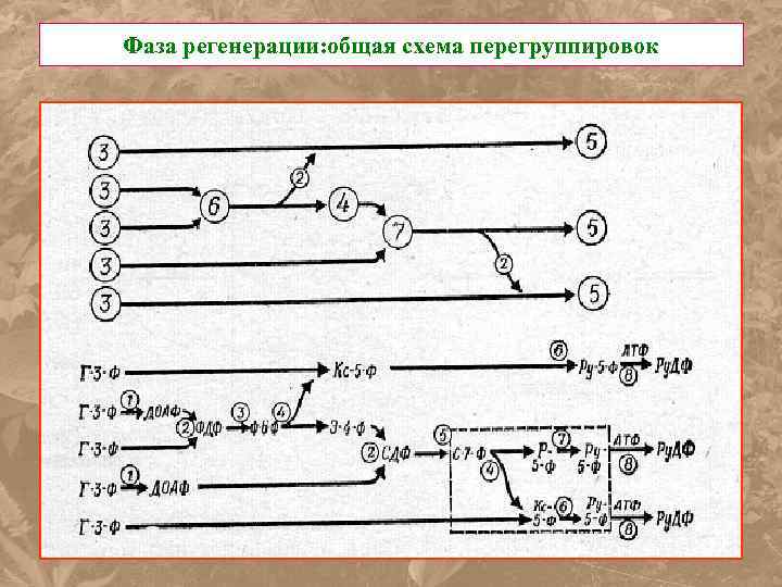 Фаза регенерации: общая схема перегруппировок 