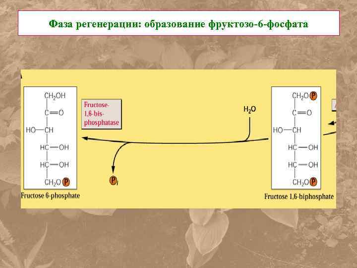 Фаза регенерации: образование фруктозо-6 -фосфата 