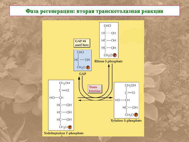 Фаза регенерации: вторая транскетолазная реакция 