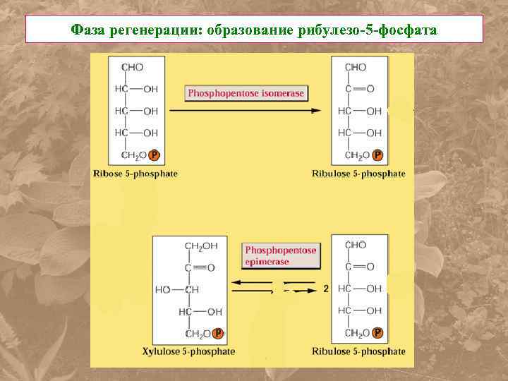 Фаза регенерации: образование рибулезо-5 -фосфата 