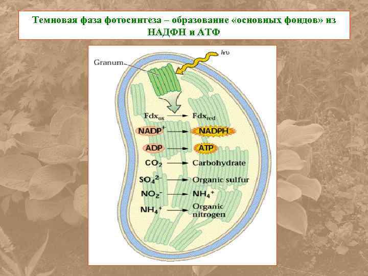 Темновая стадия. Темновая фаза фаза фотосинтеза. Образование АТФ В фотосинтезе. НАДФН темновая фаза. Темновая фаза фотосинтеза это в биологии.