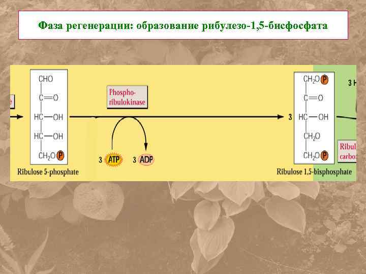 Фаза регенерации: образование рибулезо-1, 5 -бисфосфата 