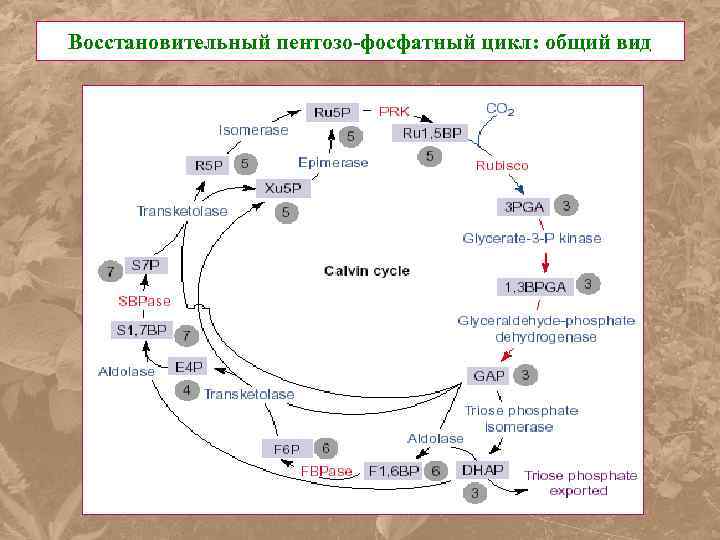 Восстановительный пентозо-фосфатный цикл: общий вид 