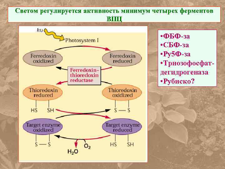 Светом регулируется активность минимум четырех ферментов ВПЦ • ФБФ-за • СБФ-за • Ру5 Ф-за