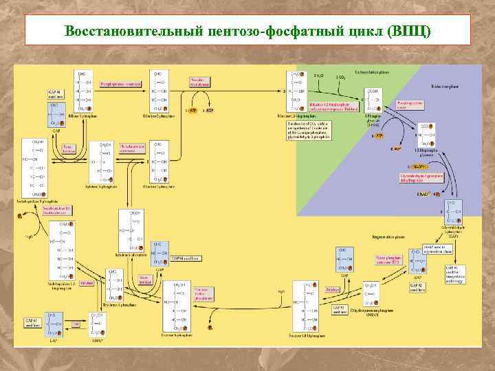 Восстановительный пентозо-фосфатный цикл (ВПЦ) 