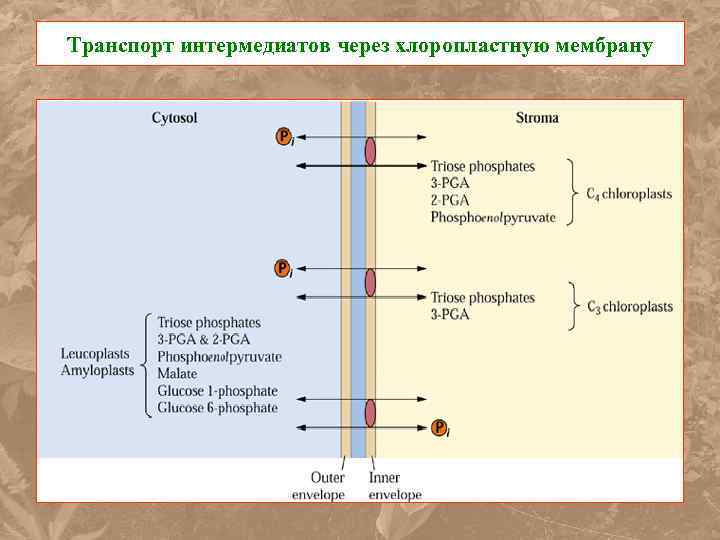 Транспорт интермедиатов через хлоропластную мембрану 