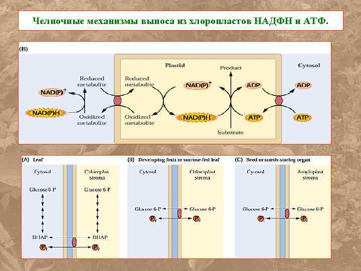Челночные механизмы выноса из хлоропластов НАДФН и АТФ. 