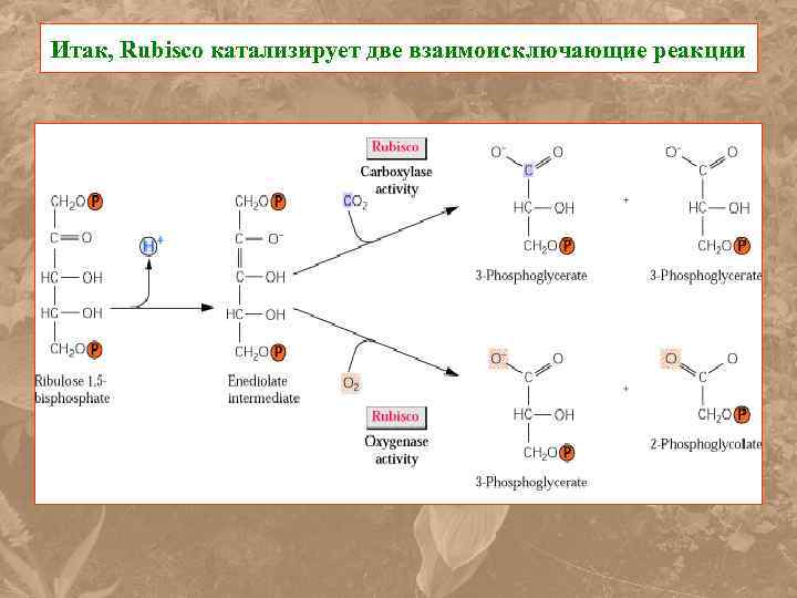 Итак, Rubisco катализирует две взаимоисключающие реакции 