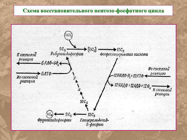 Схема восстановительного пентозо-фосфатного цикла 