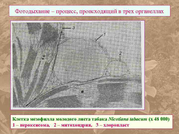 Фотодыхание – процесс, происходящий в трех органеллах Клетка мезофилла молодого листа табака Nicotiana tabacum